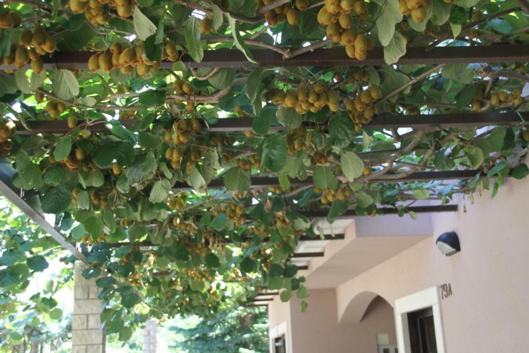 הוילה Premantura Olive Garden מראה חיצוני תמונה