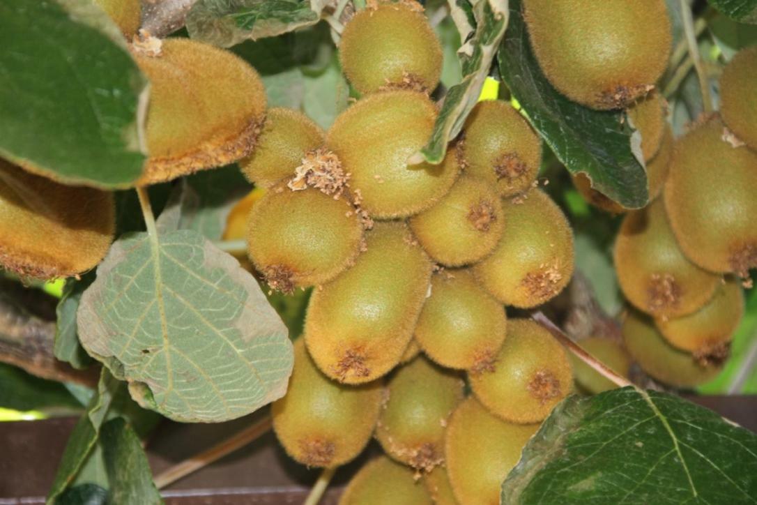 הוילה Premantura Olive Garden מראה חיצוני תמונה